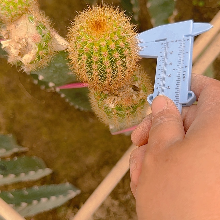 金牛时光无根侧芽五公分左右长