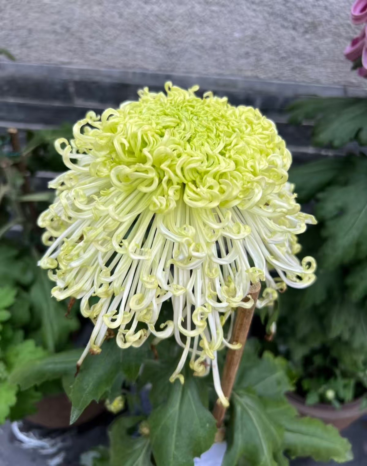 【绿水清波】稀有品种 高端菊花 精挑细选 原盆原土发货