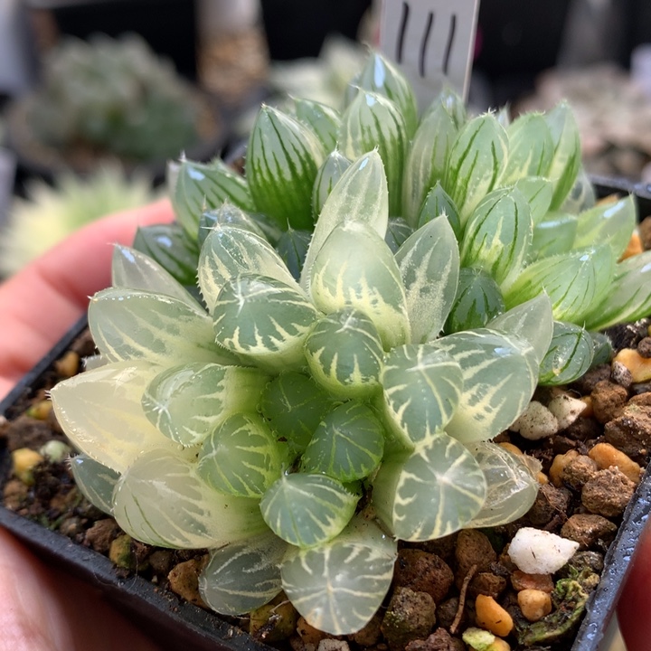 糊斑霓虹灯玉露锦带盆土