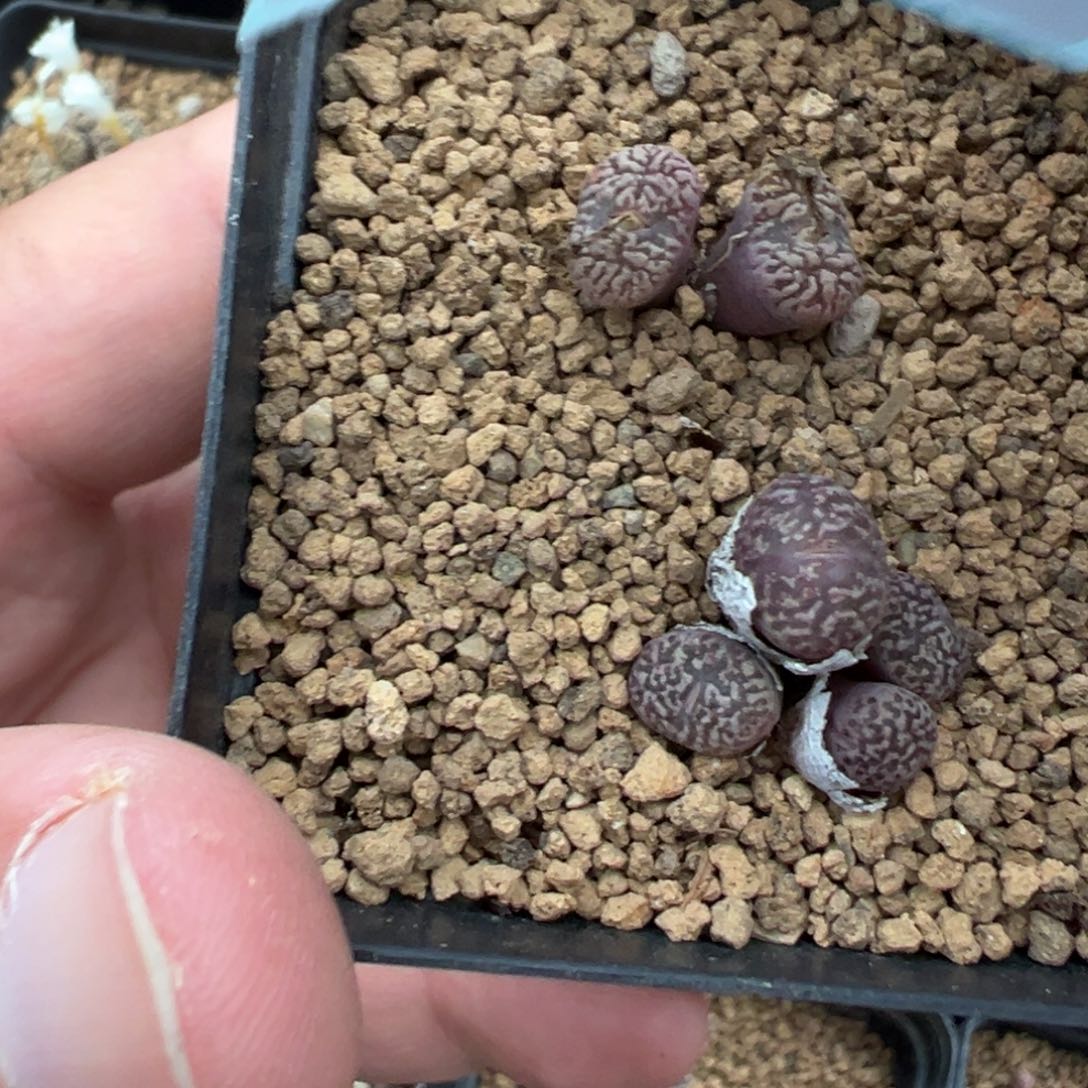 22-126肉锥多肉植物