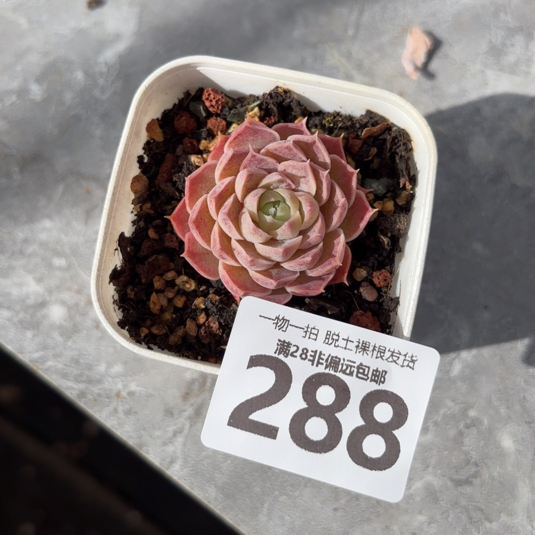 朱砂痣单头无盆土发货