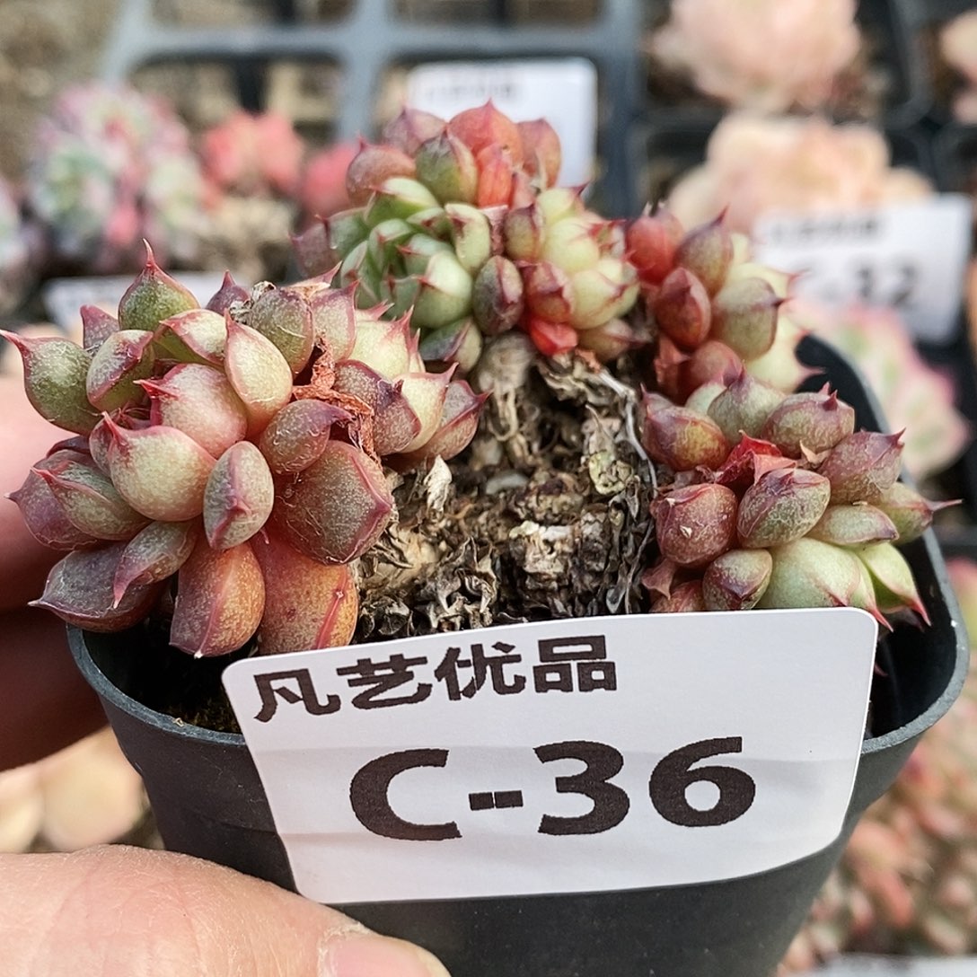 C36一物一拍满9.9包邮
