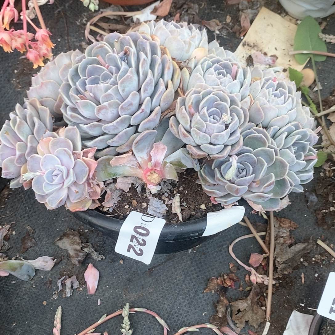 用****4022汉堡有个坏杆不售后