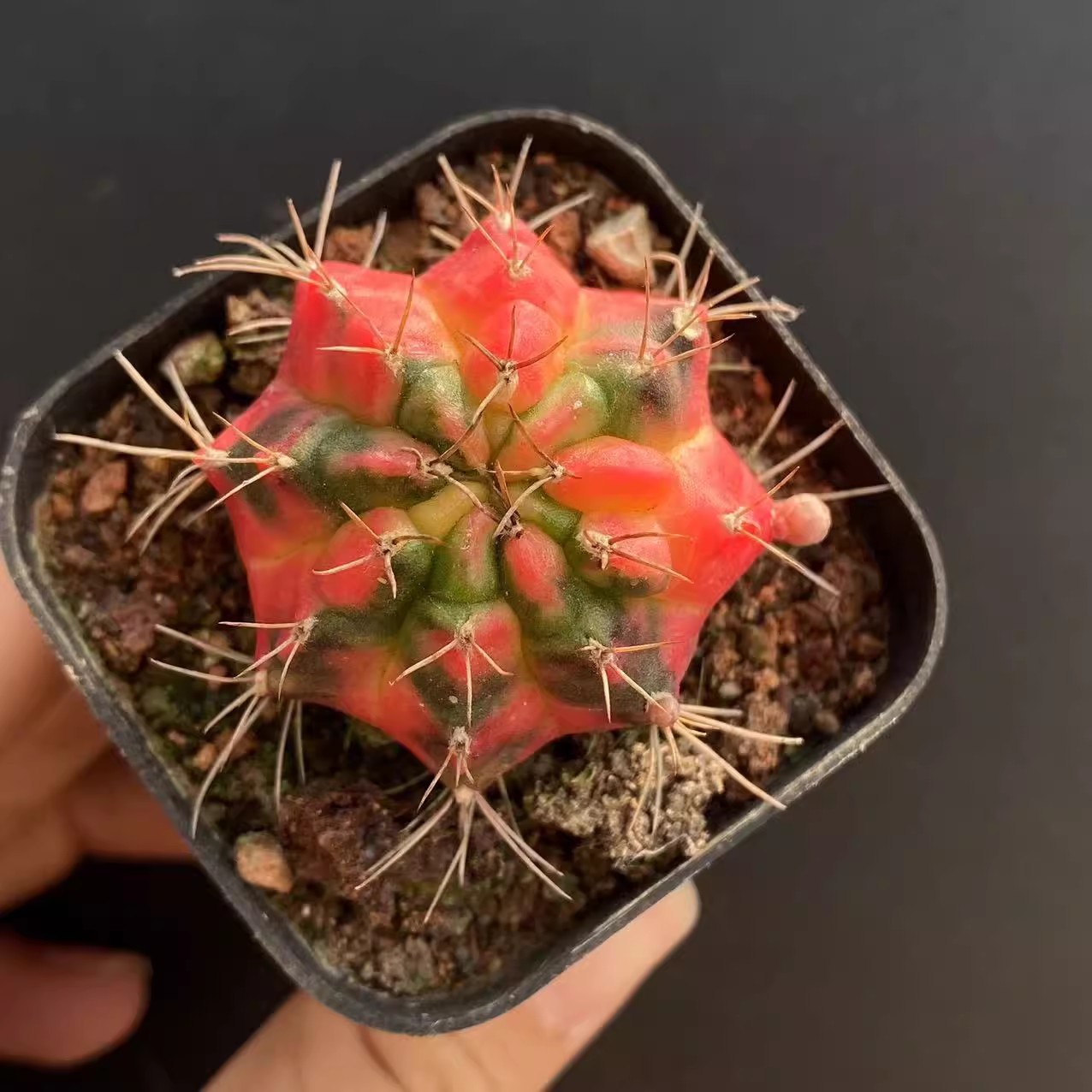 光辉牡丹自然锦仙人球多肉植物