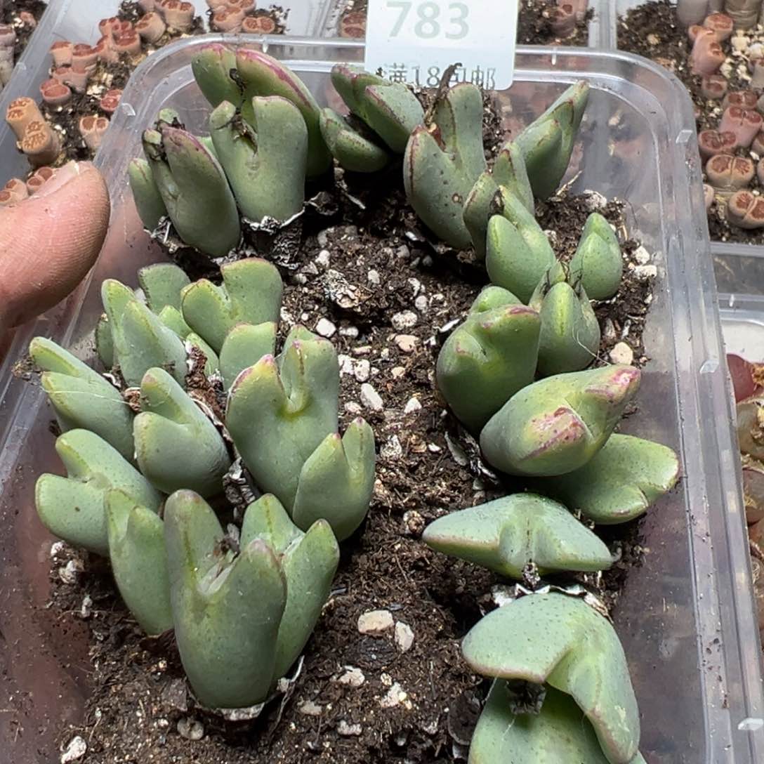 【闪购商品】 783。    