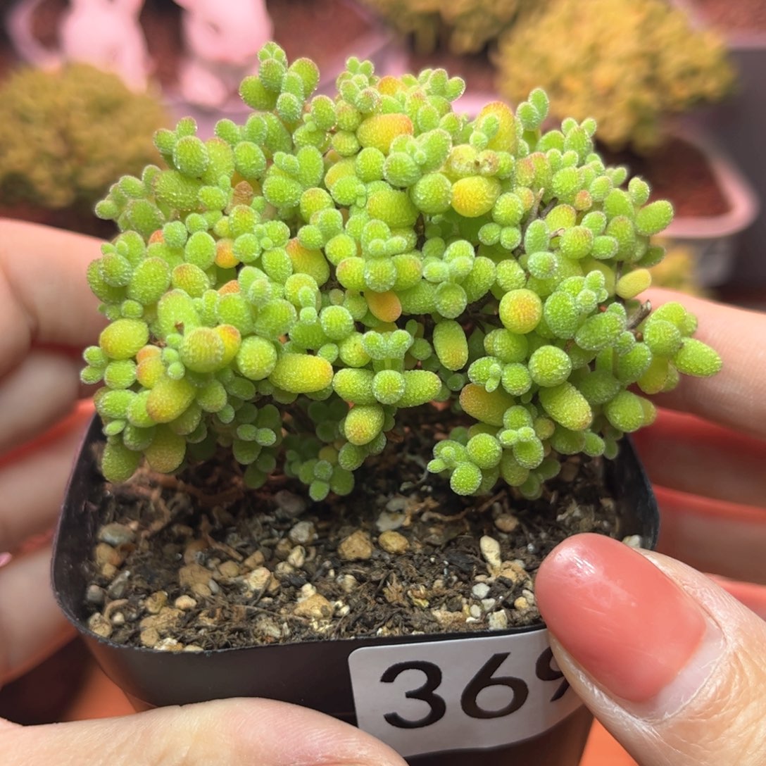 369金橘可爱多肉植物