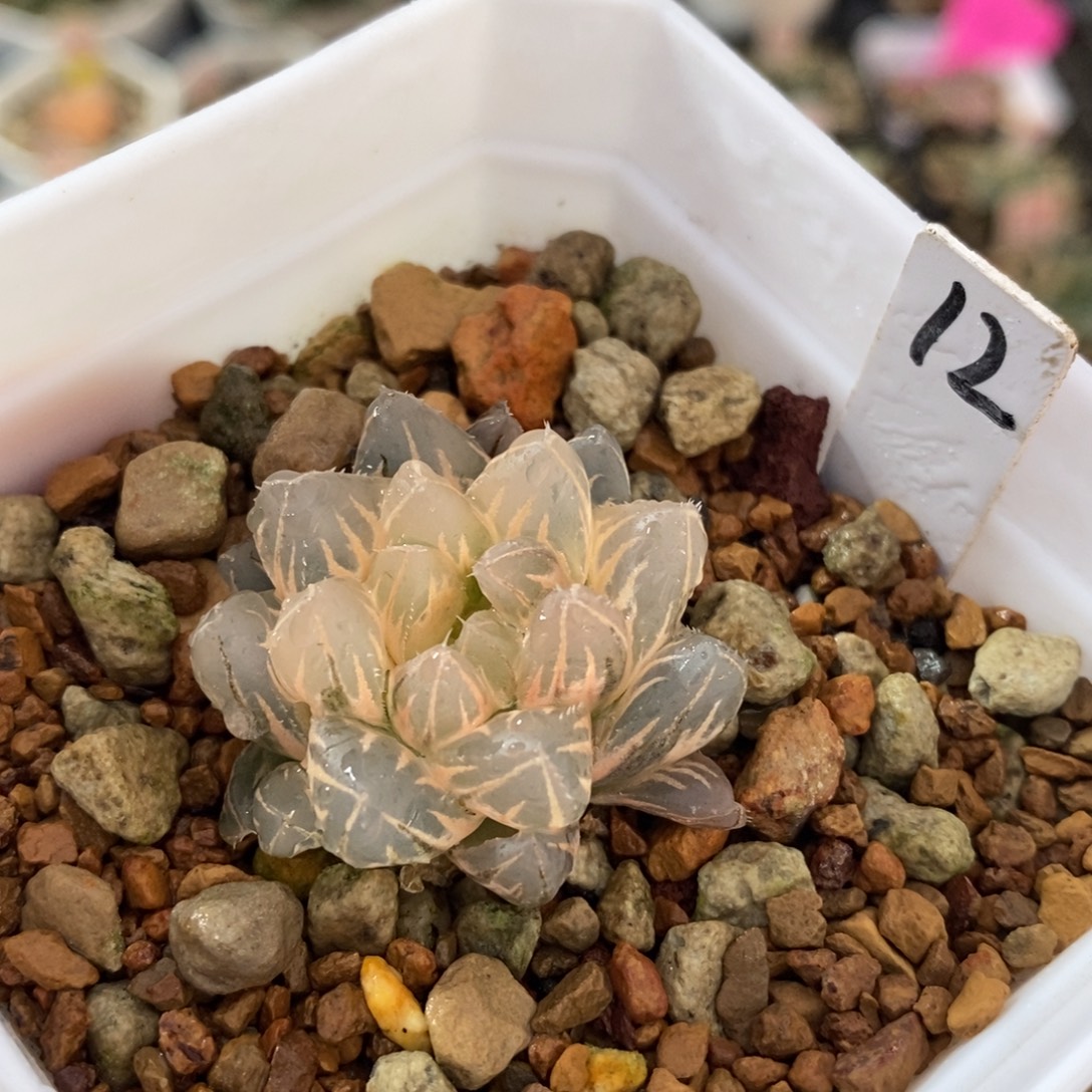 不开花植物12霓虹灯变异