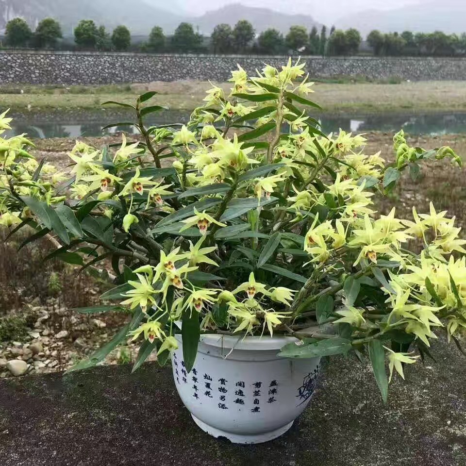 老品种高山铁皮石斛  可吃 可种 可观赏