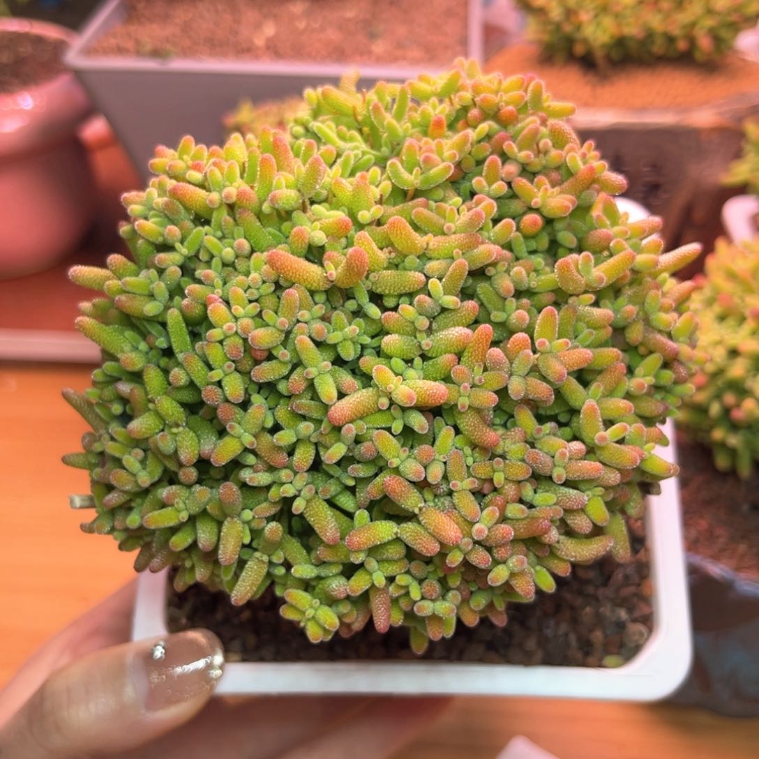 041蜜桔可爱多肉植物