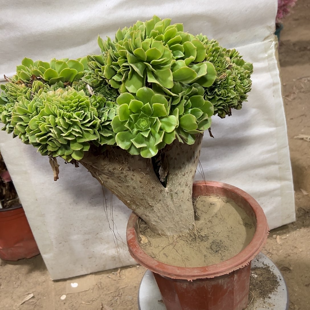 多16肉植物绿羊绒缀花