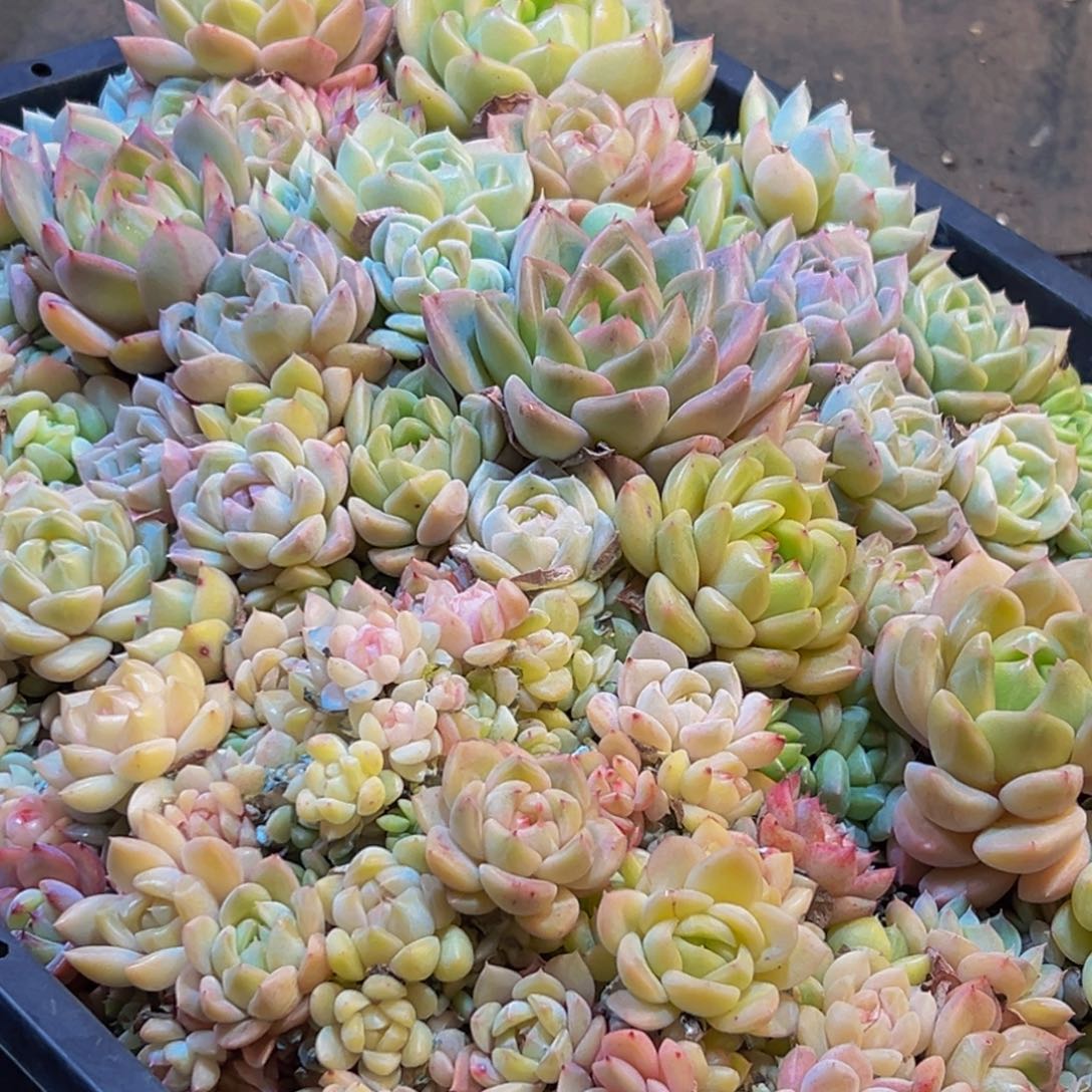 976多肉葡萄的味道是真的很好吃