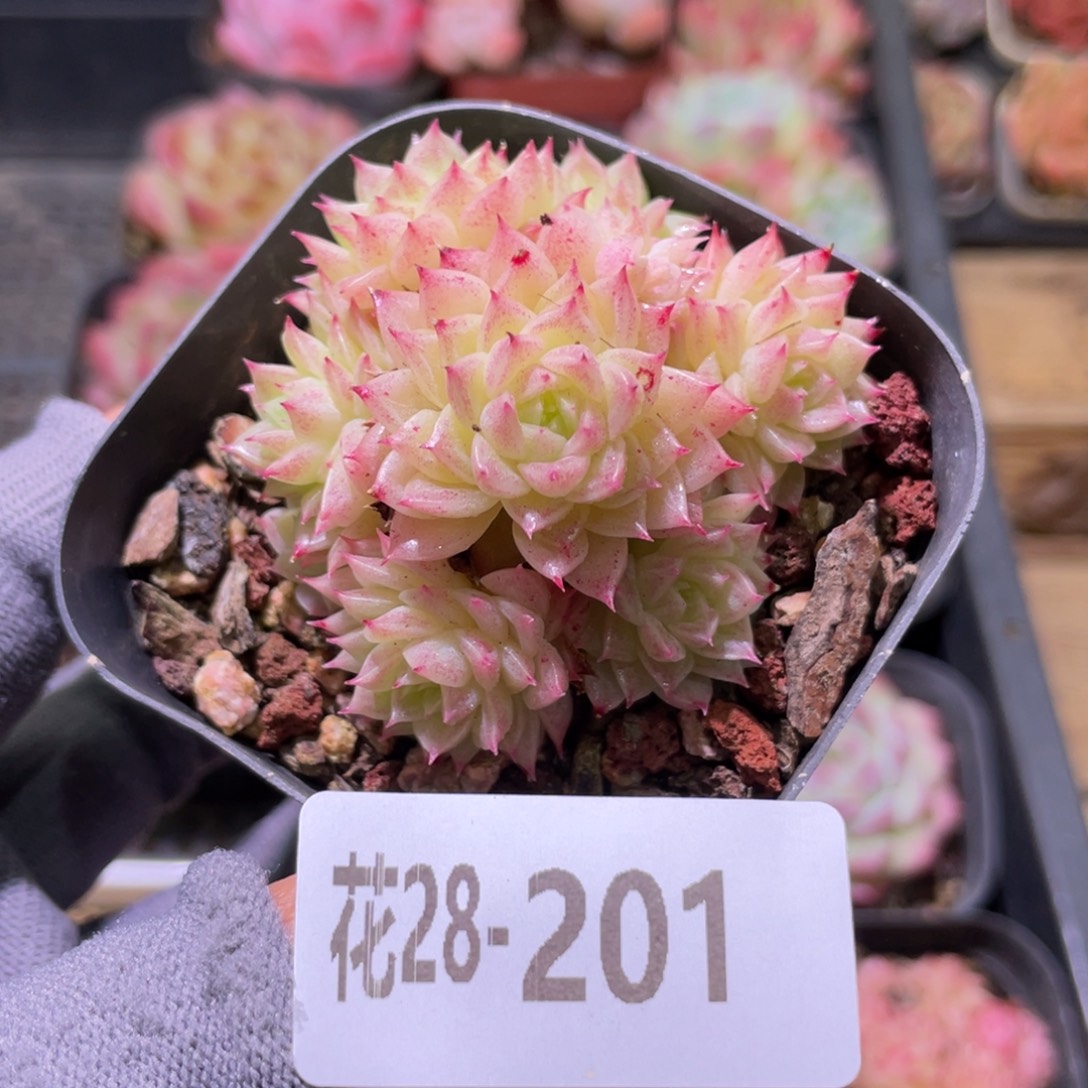 花利美28-201麦秆群
