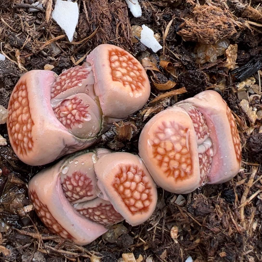 2.13好看的多肉369