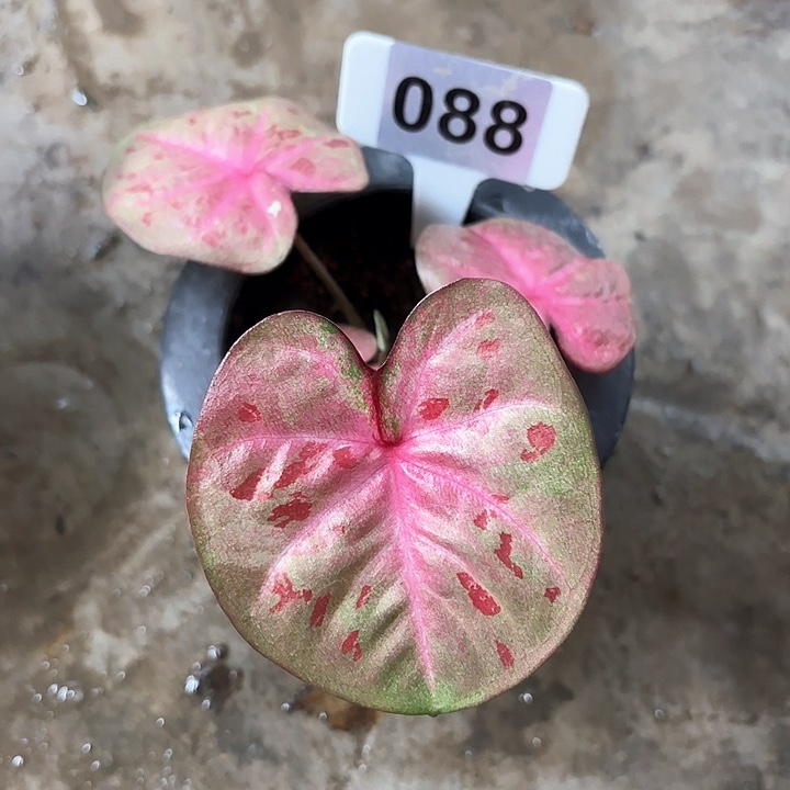 88-0205彩叶芋广东现货