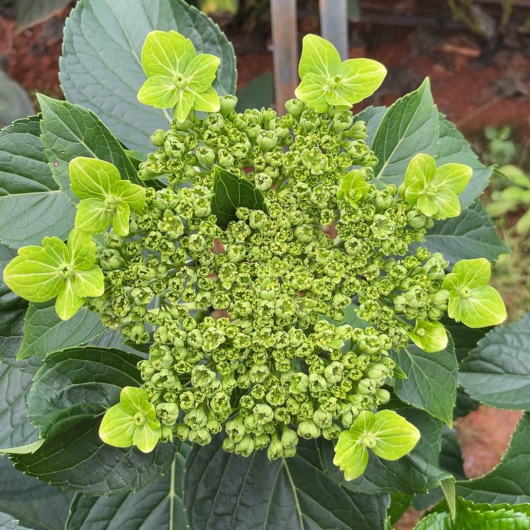 绣球切花一物一拍3枝起包邮，171