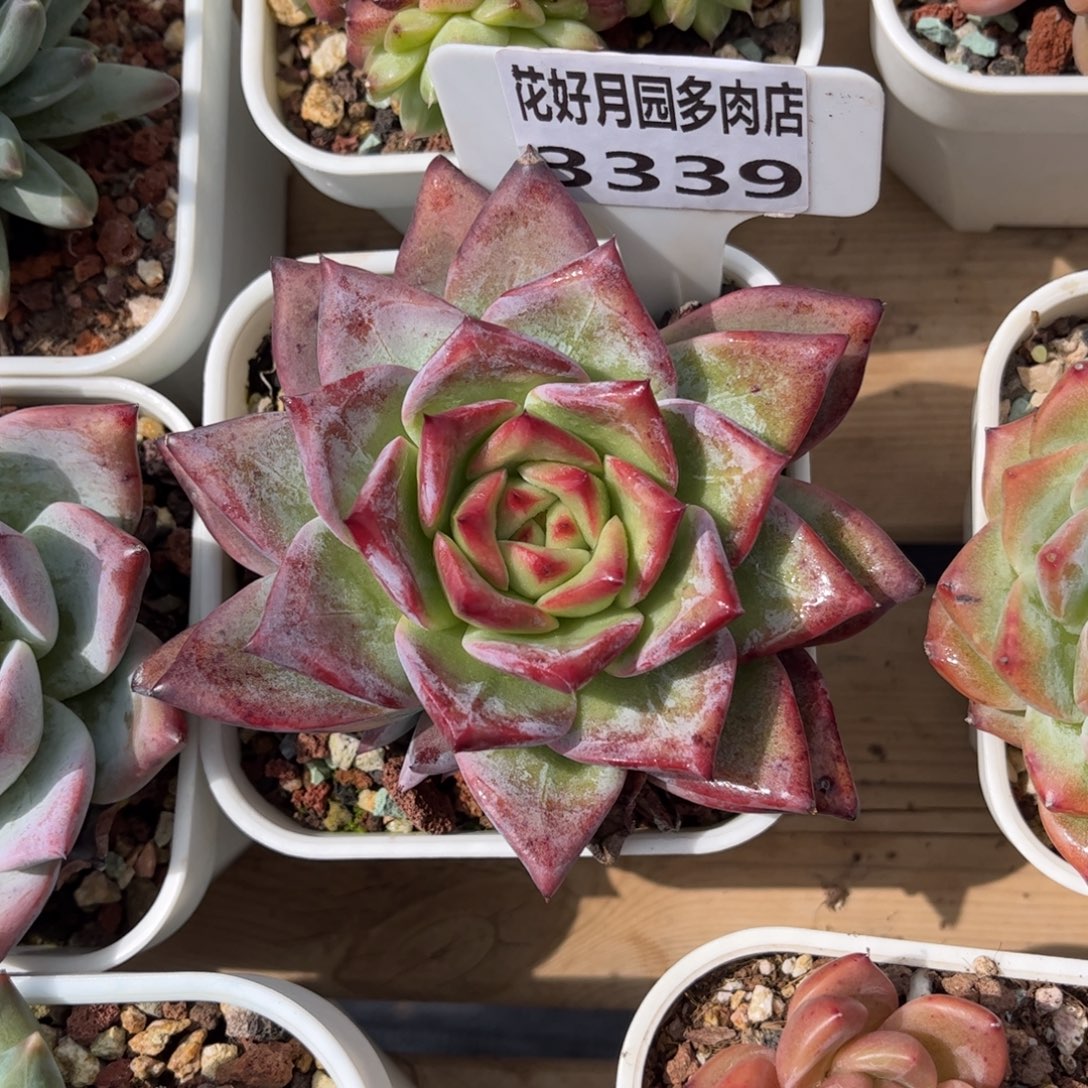 祖母绿3339 一定要拍个冷链