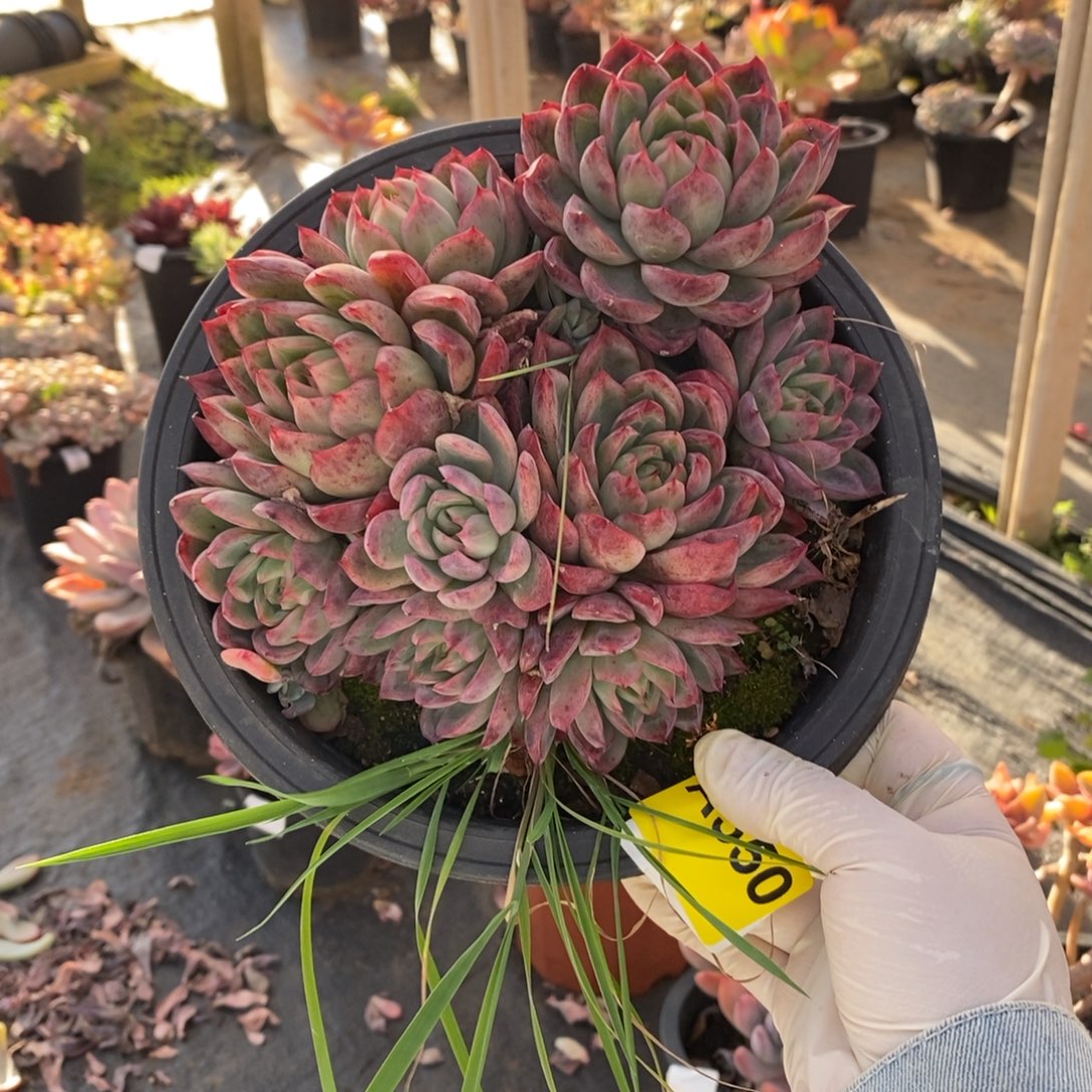 姜***️550蓝龙多头一物一拍