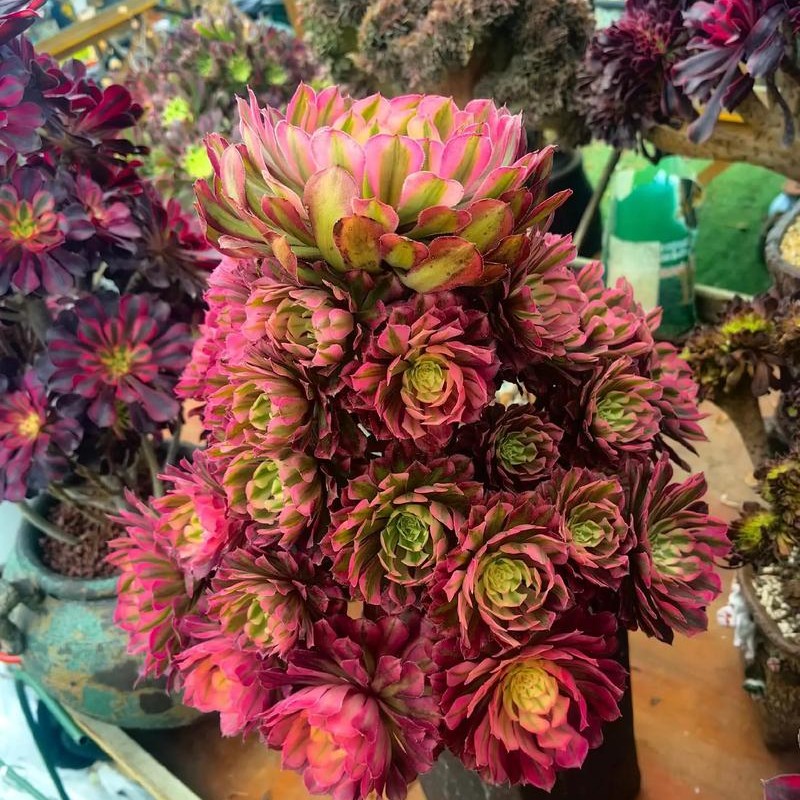 法师精品老桩套餐2颗，送一颗很小的路损，侧芽断枝不包，裸根发货