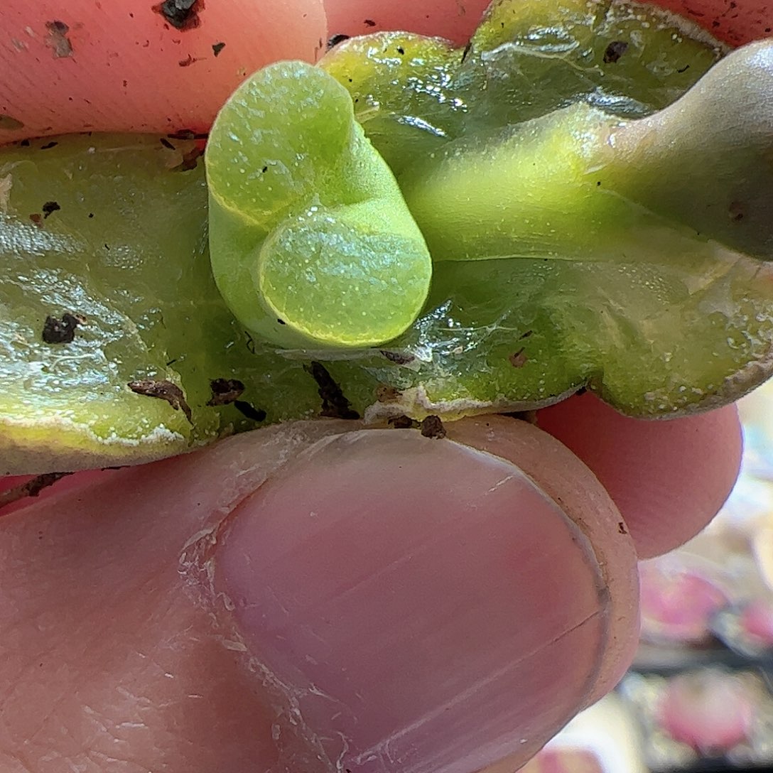 【闪购商品】145 磁铁