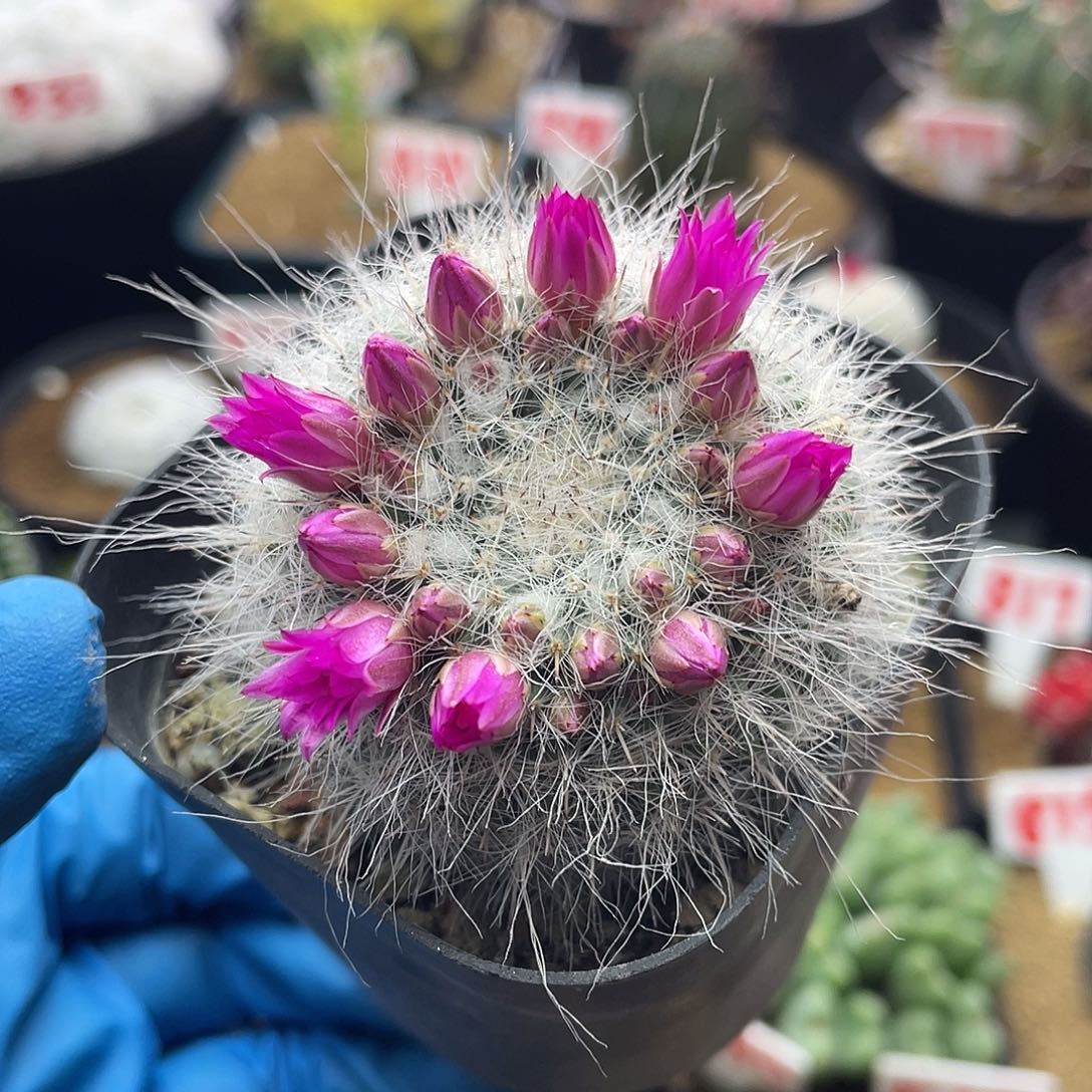 实生长毛毛银河玉翁仙人球