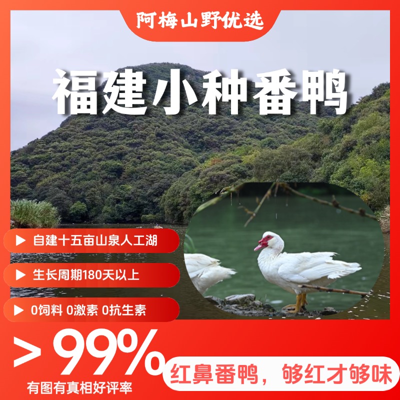 【正宗山里鸭】大山慢散养小种番鸭，无腥味，不焯水，养足180天+