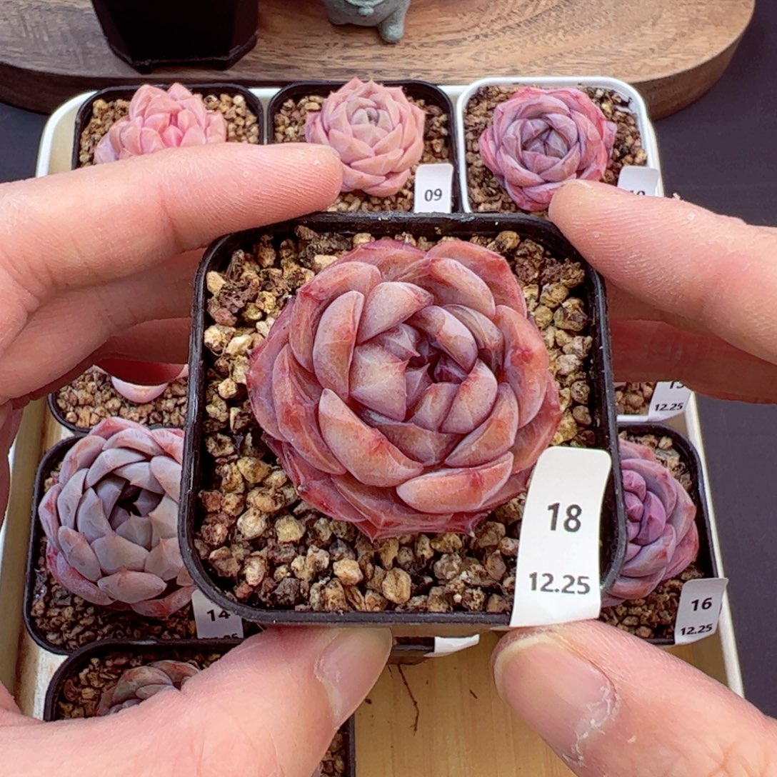 好好看18、哈哈哈哈哈