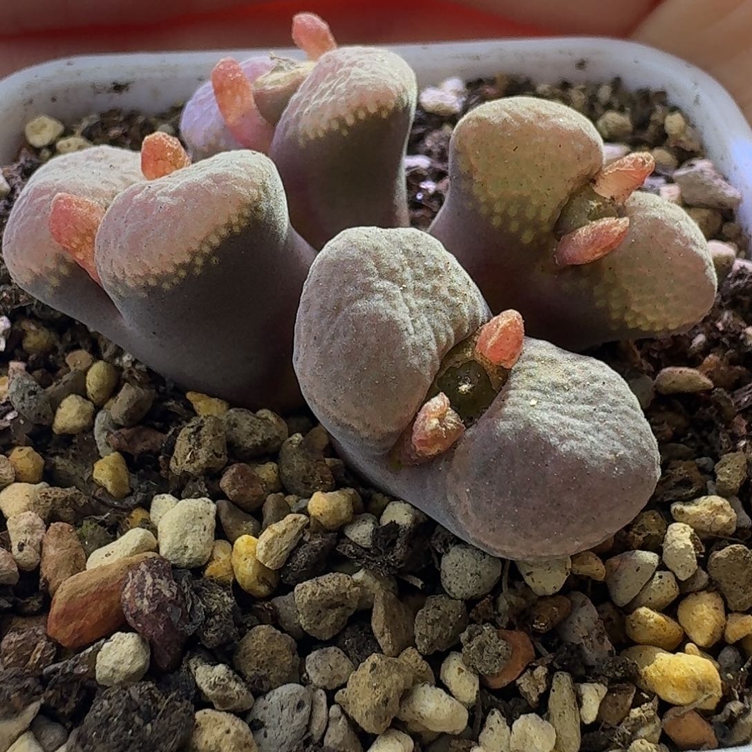 18号四头风铃一物一拍