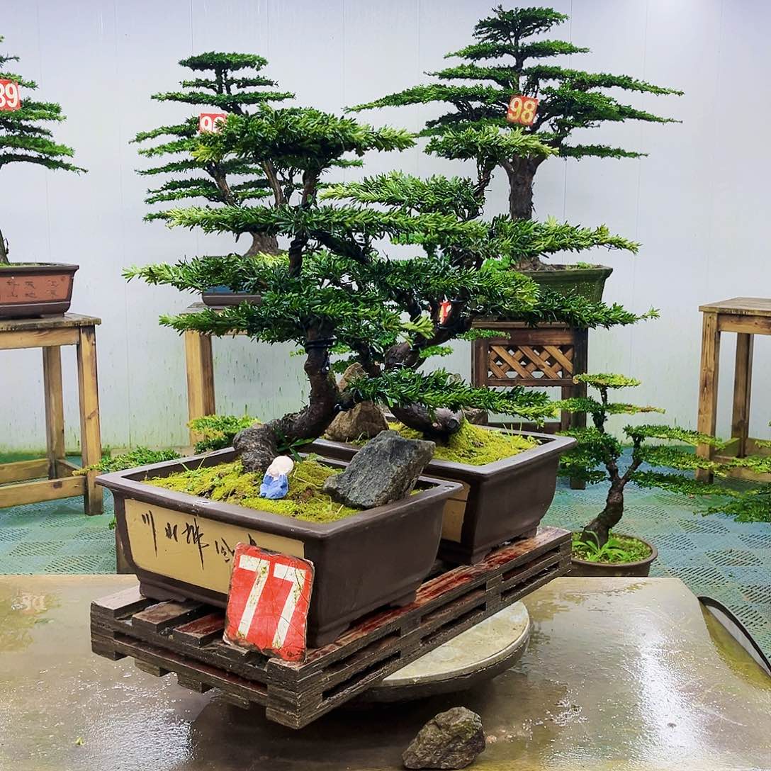 完全开放罗汉松盆景艺术