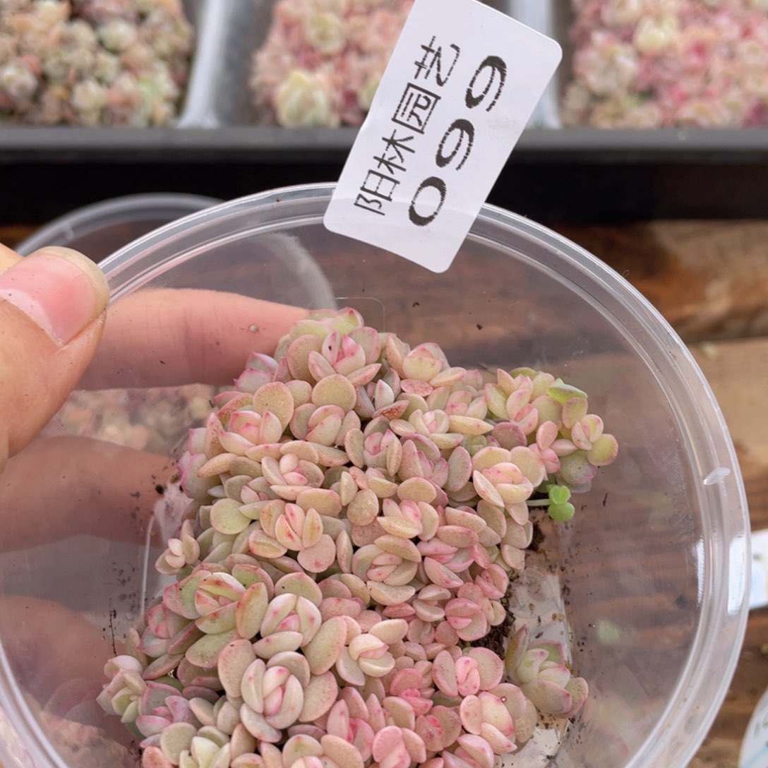 多肉植物多肉植物99