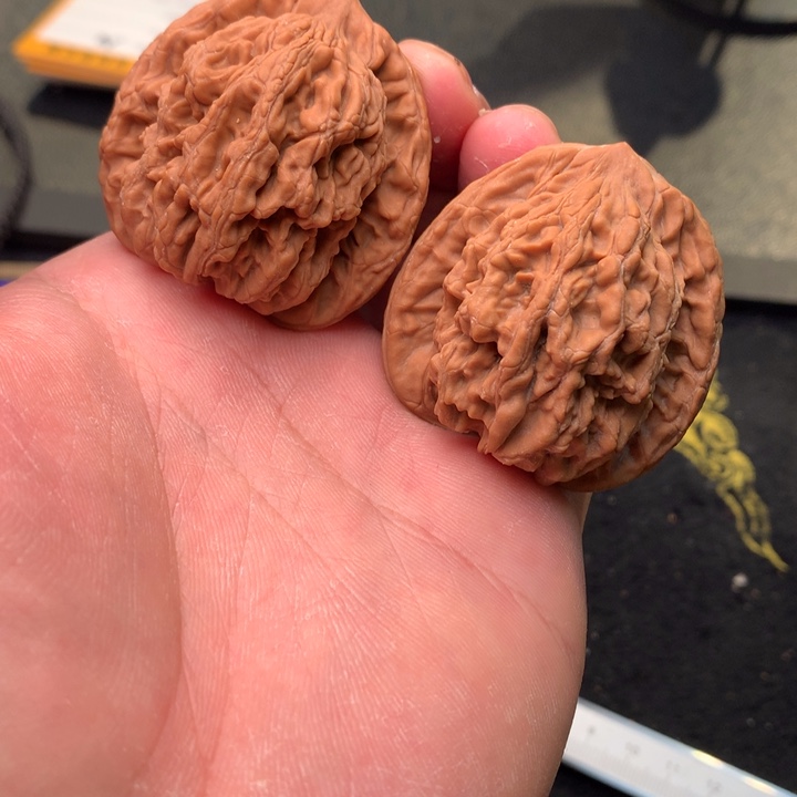 文玩核桃把件28号44全品麦穗虎头