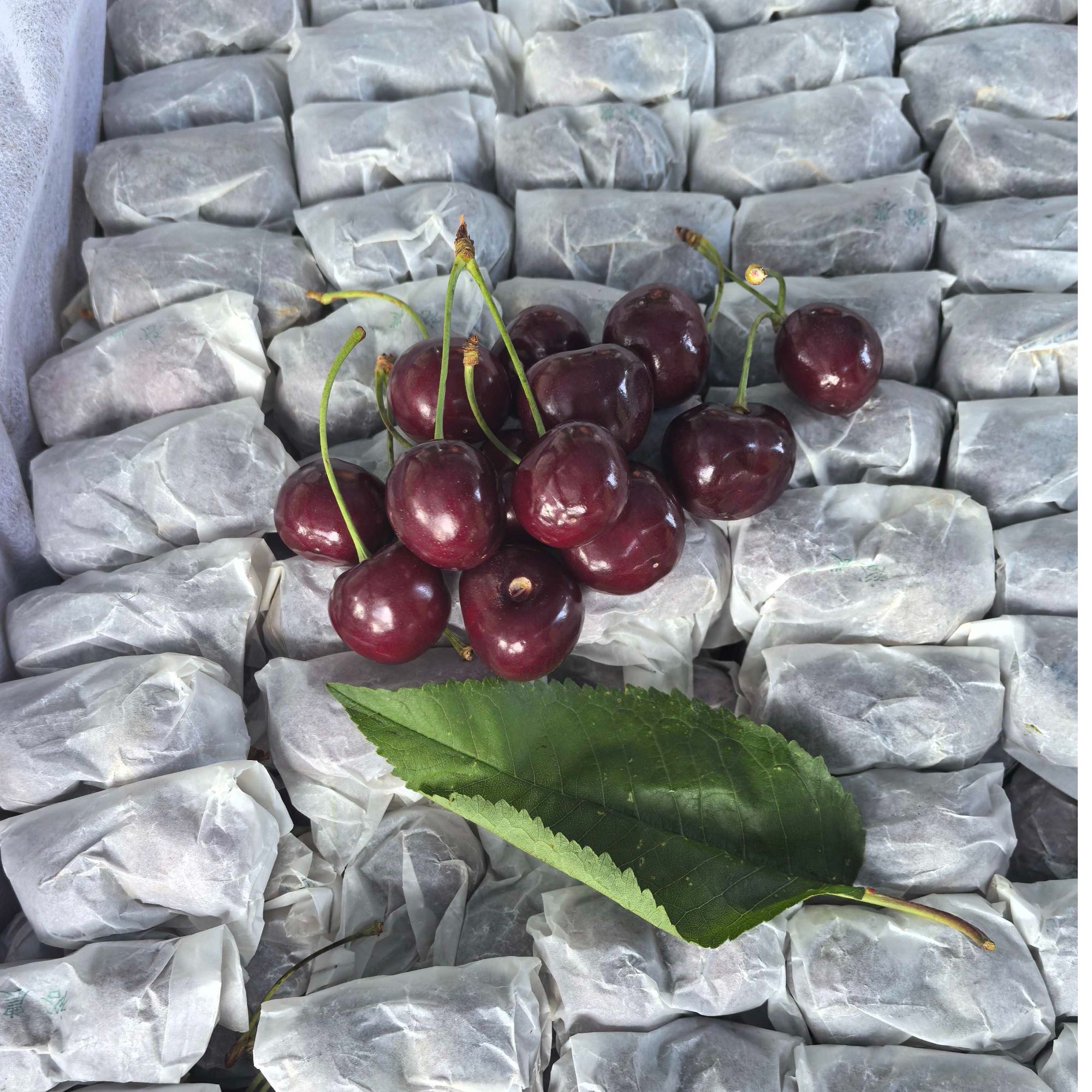 【散装1斤】甘肃套袋美早2J樱桃1斤装
