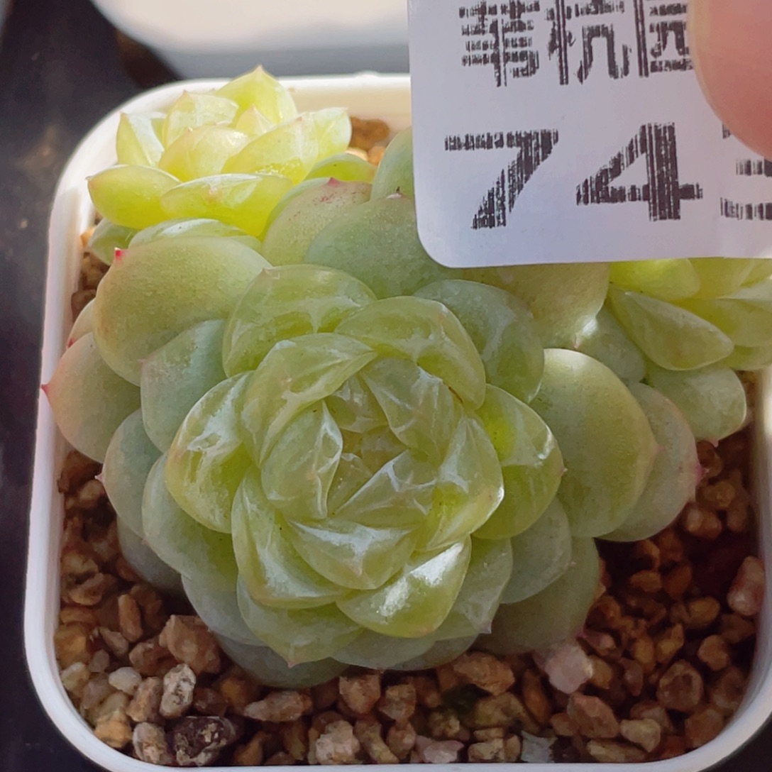 743的第一天就被我的小可爱