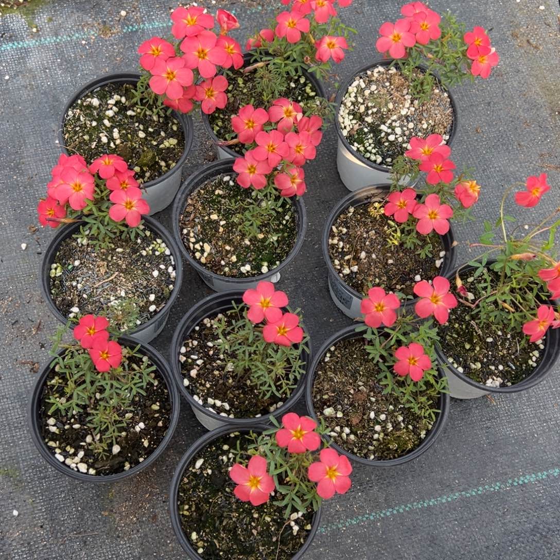 完全开放薯红盆栽苗小一点一盆