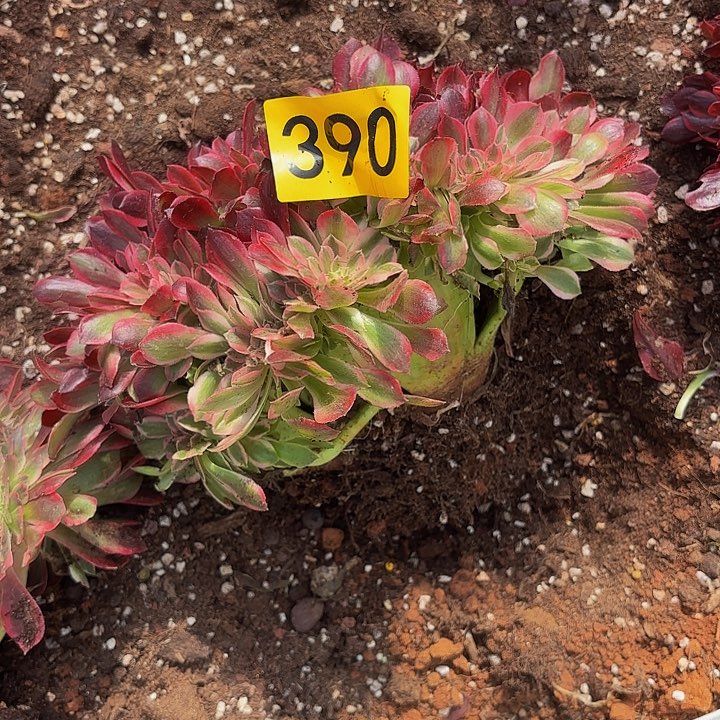 多肉植物福利390