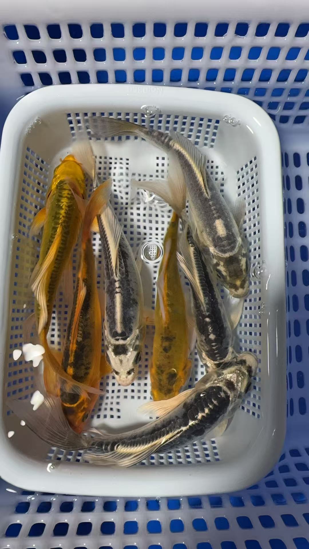 【三阳开泰13-15cm德系锦鲤3条】精品好养耐活锦鲤观赏鱼渔场直发
