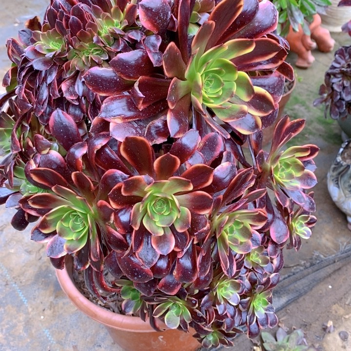 青***草欧嘉莉缀化一颗多肉植物