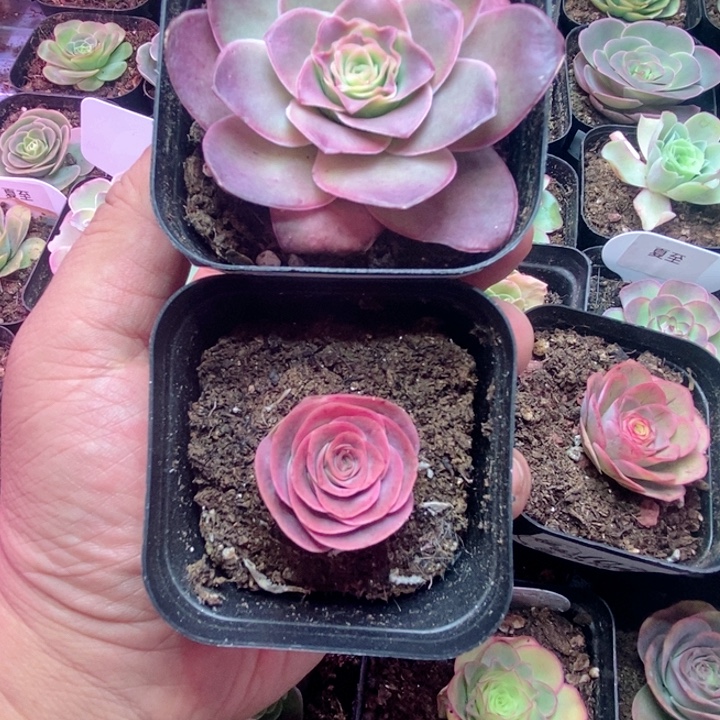 坦***然楹楹山地玫瑰/149-281