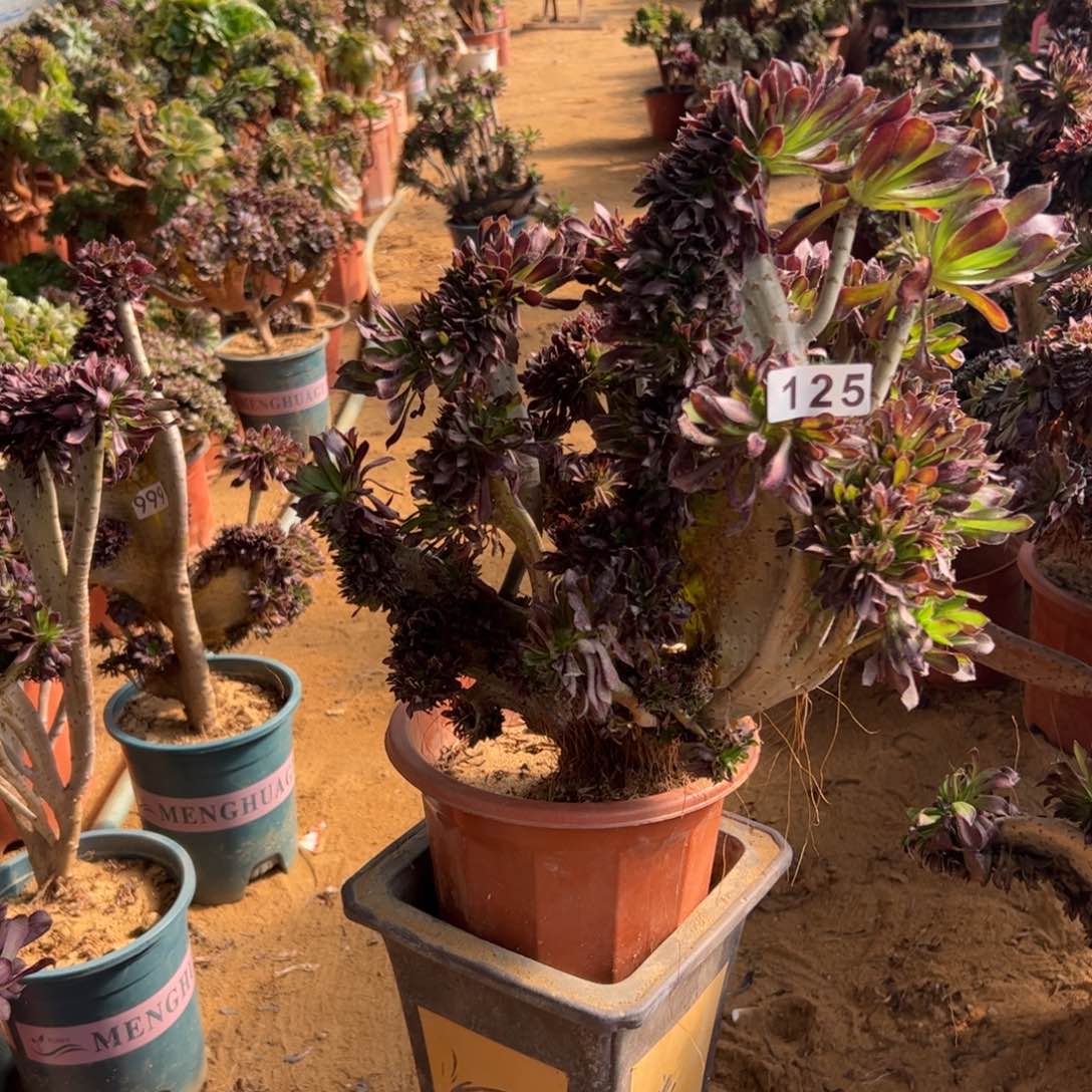 有伤黑缀125一颗