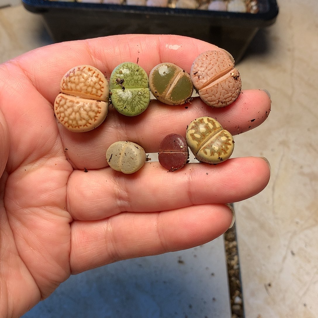 大****瓜A347多肉植物保护