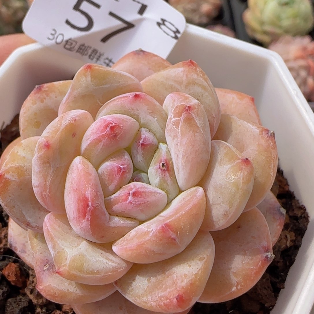 星影单头一颗脱土