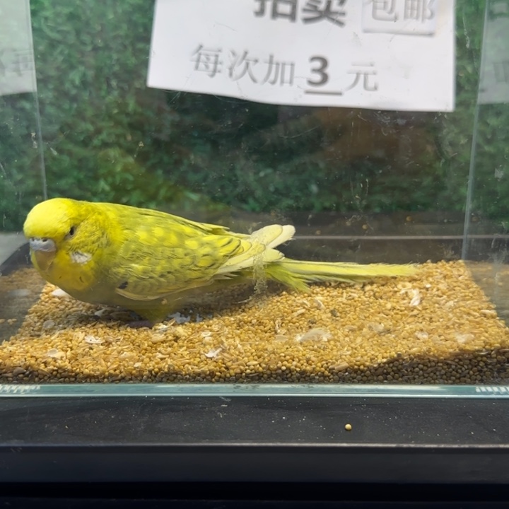 虎皮鹦鹉大头虎皮鹦鹉