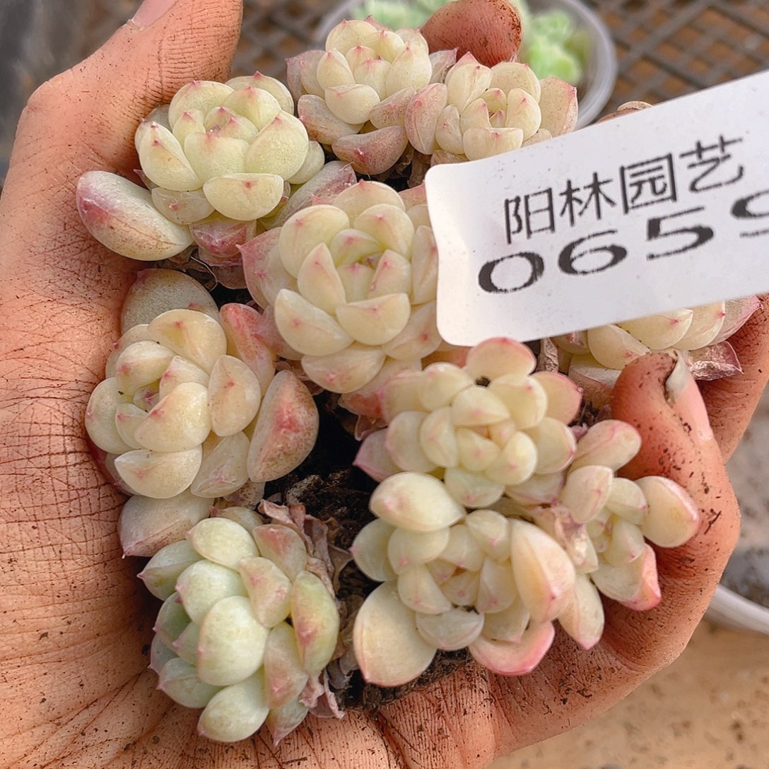 多肉植物多肉植物659