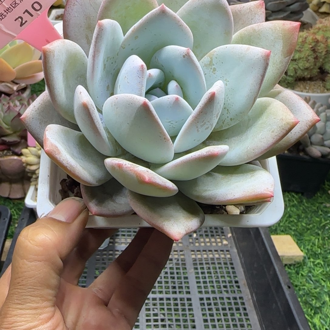 锦安精品多肉植物210