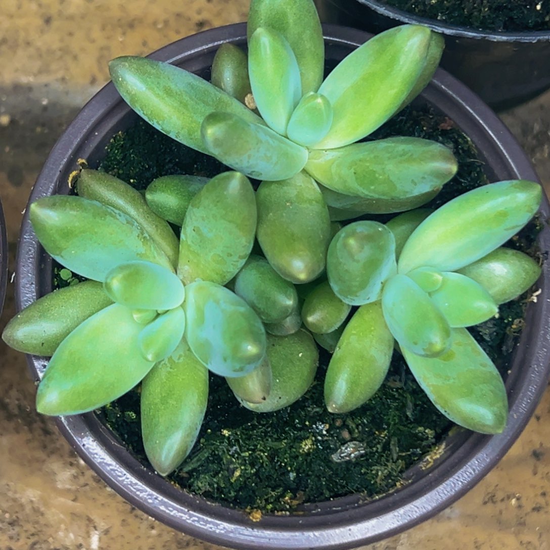 天***心天铺一心 胖体摩登 寄养