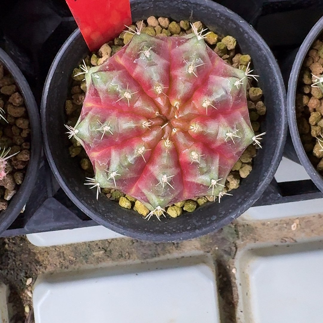 L562-1121广东发货 山楂树之恋