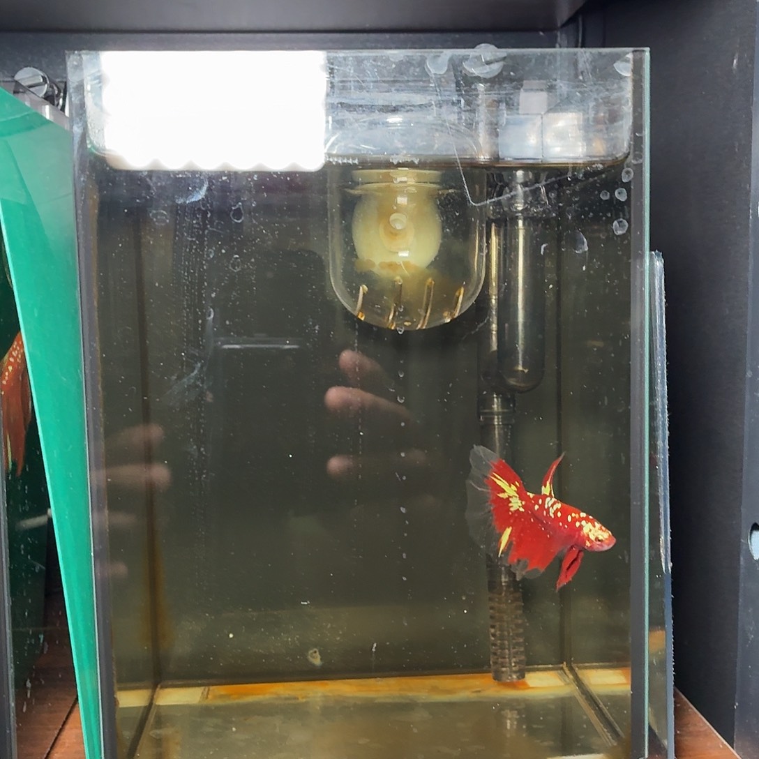 斗鱼彩金半月公鱼