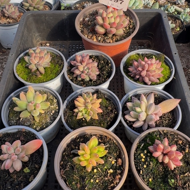 197多肉植物一物一拍