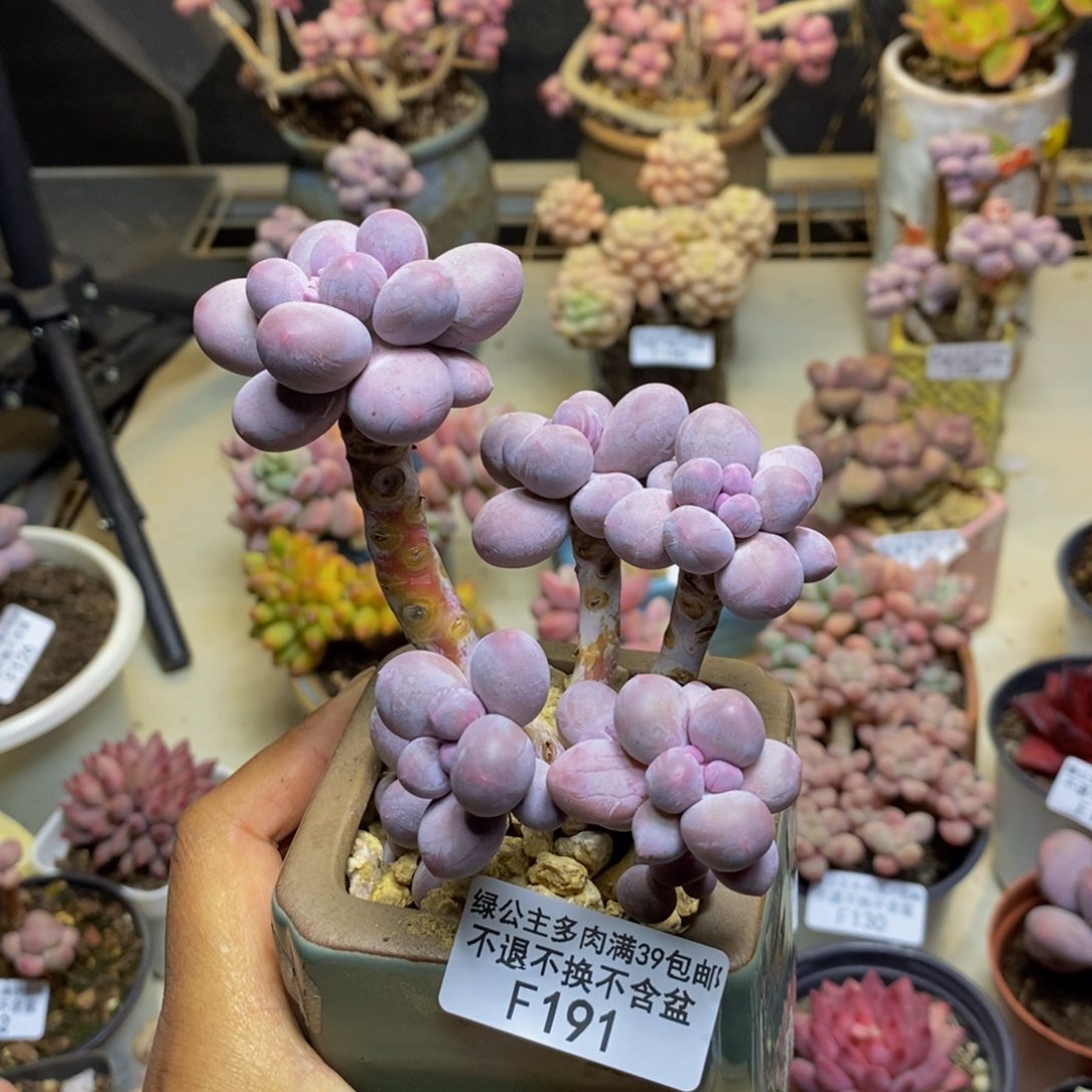 191香水手指奶多肉9c m