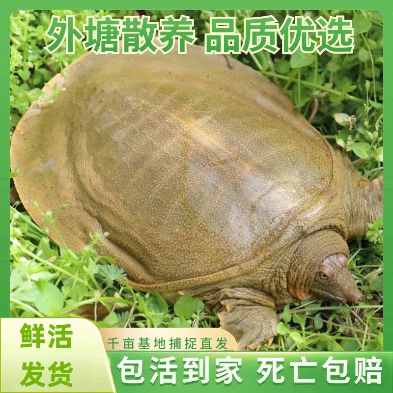 【福利品一只】正宗外塘散养鲜活甲鱼青背水鱼包活到家