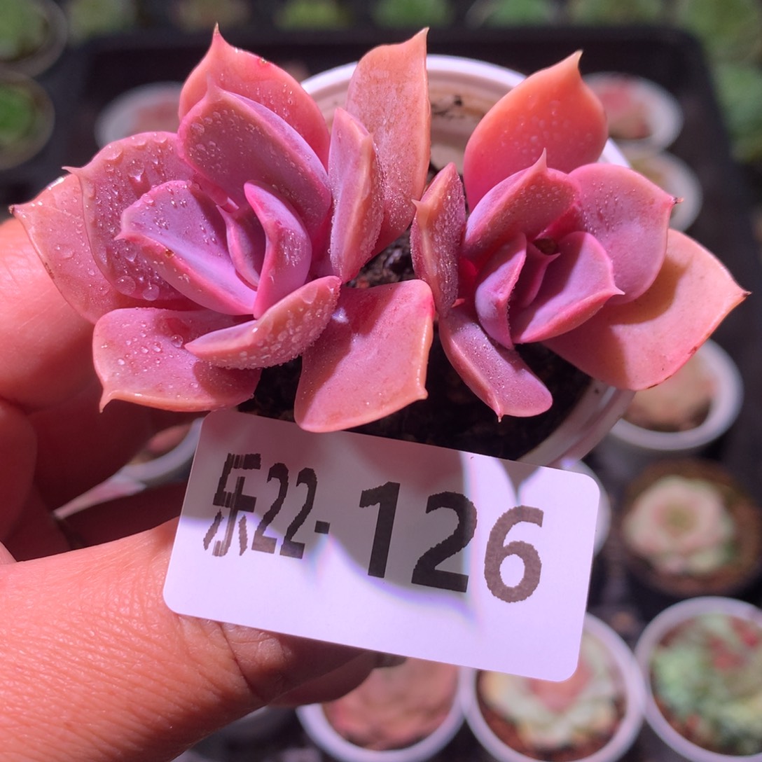 乐然22-126 紫珍珠 